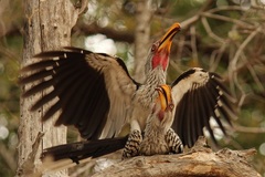Southern Yellow-Billed Hornbill photo 5