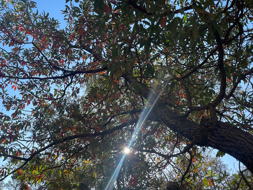 Arizona madrone (Arbutus arizonica)