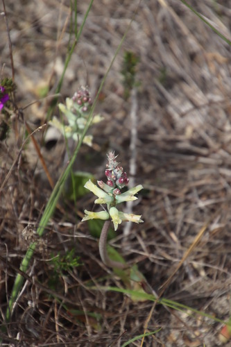 Lachenalia orchioides