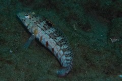 Parapercis punctulata