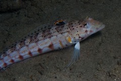 Parapercis punctulata