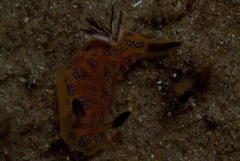 Halgerda indotessellata
