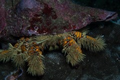 Aniculus maximus