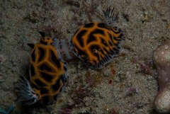 Halgerda wasinensis