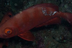 Priacanthus hamrur