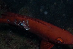 Priacanthus hamrur