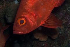 Priacanthus hamrur