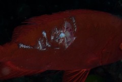Priacanthus hamrur