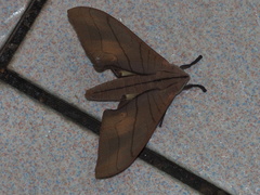 Marumba cristata bukaiana