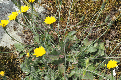 Hypochaeris radicata
