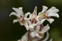 Dendrobium turbinatum