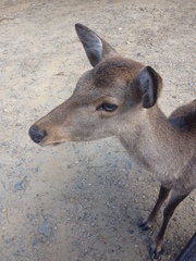 Cervus nippon centralis