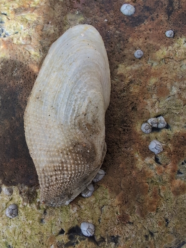 Little piddock