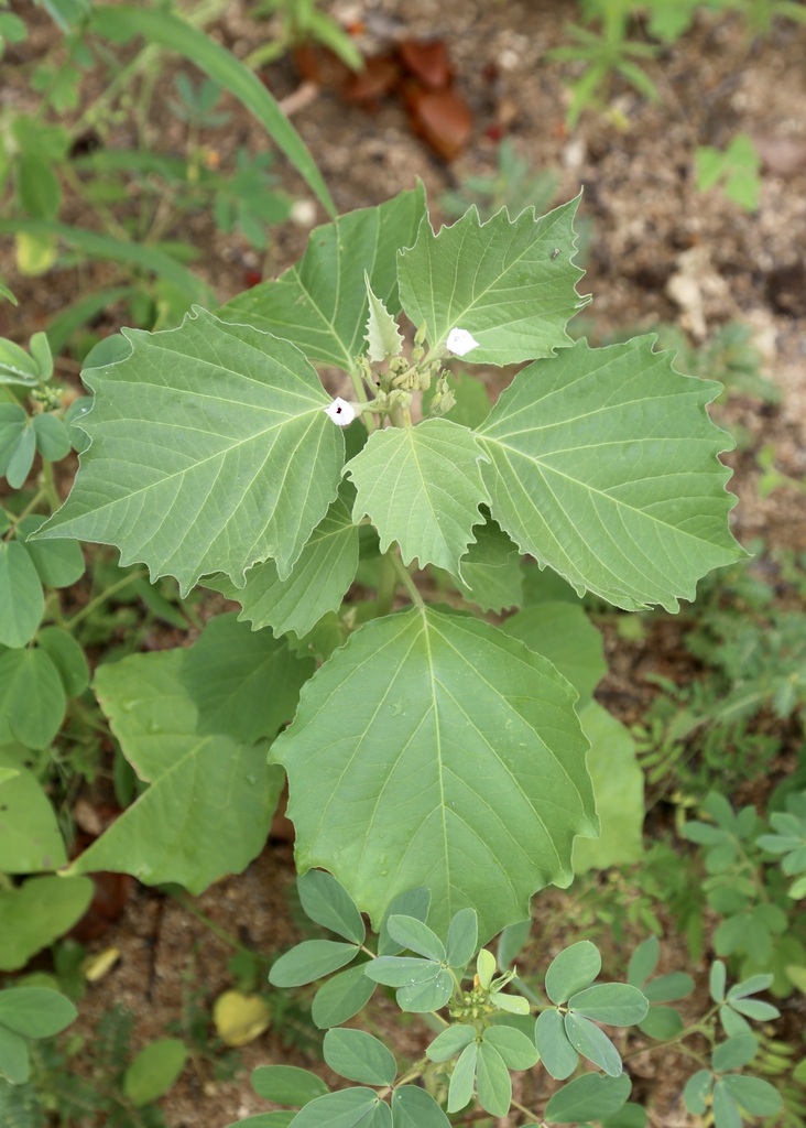 Astripomoea lachnosperma (Astripomoea lachnosperma)