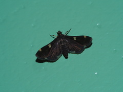 Piletocera aegimiusalis