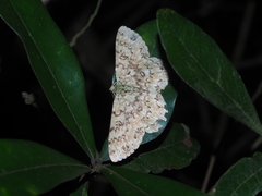 Ophthalmitis herbidaria