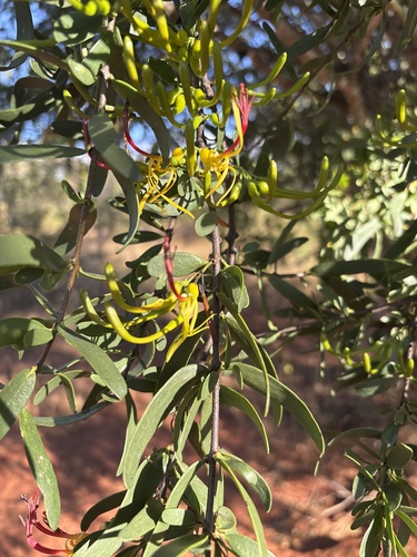 Plicosepalus curviflorus