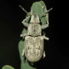 Ericydeus lautus