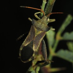 Mozena arizonensis
