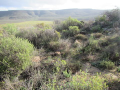 Oedera multipunctata