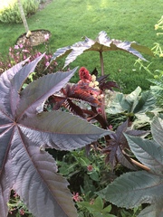 Ricinus communis