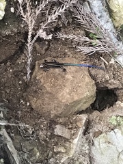 Plestiodon japonicus