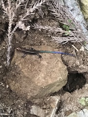 Plestiodon japonicus