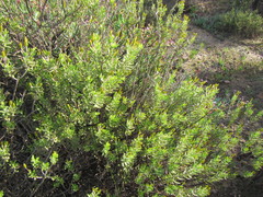 Oedera multipunctata