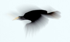 Rhabdotorrhinus corrugatus