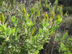 Oedera multipunctata