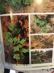 Cheilanthes dolomiticola