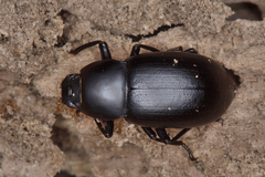 Coelometopus clypeatus