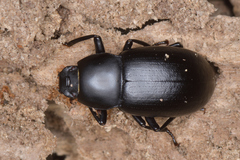 Coelometopus clypeatus