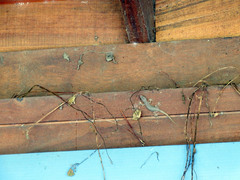 Hemidactylus bowringii