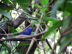 Hypothymis azurea oberholseri