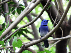 Hypothymis azurea oberholseri