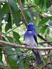 Hypothymis azurea oberholseri