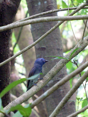 Hypothymis azurea oberholseri