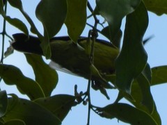 Anthreptes malacensis