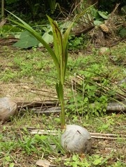 Cocos nucifera