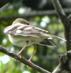 Dendronanthus indicus