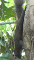 Callosciurus caniceps