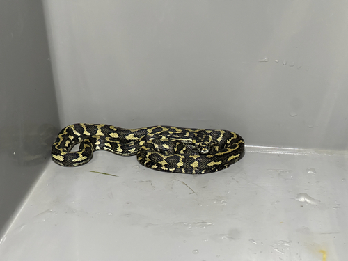 Jungle Carpet Python sighting