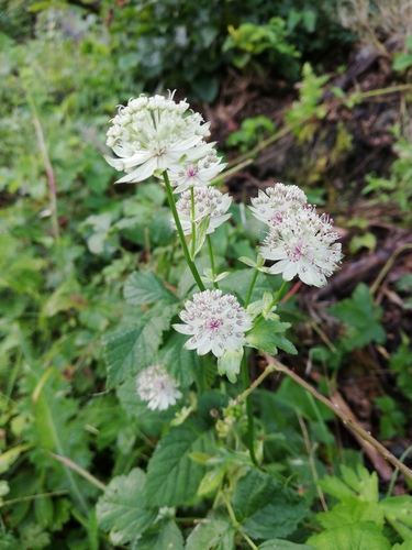 jarmanka väčšia (Astrantia major)