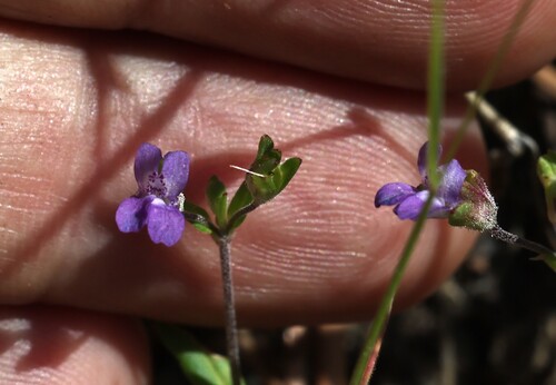 Parry's blue-eyed Mary (Collinsia parryi)
