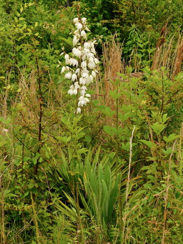 Yucca filamentosa