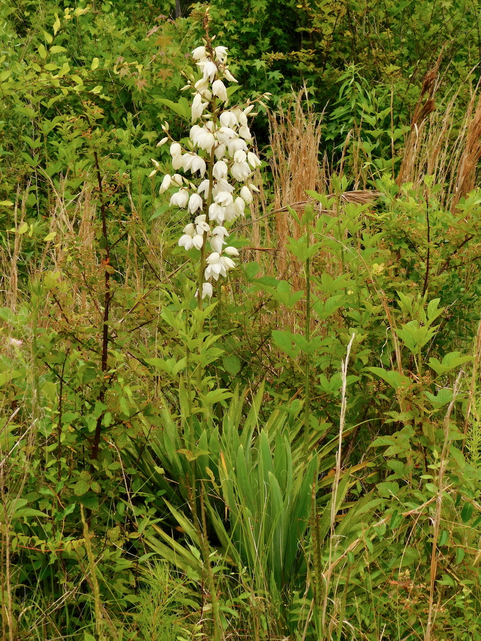 Yucca filamentosa L. 2