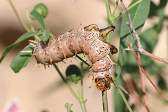 Citheronia splendens