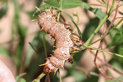 Citheronia splendens