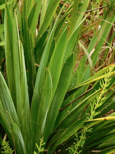 Yucca filamentosa